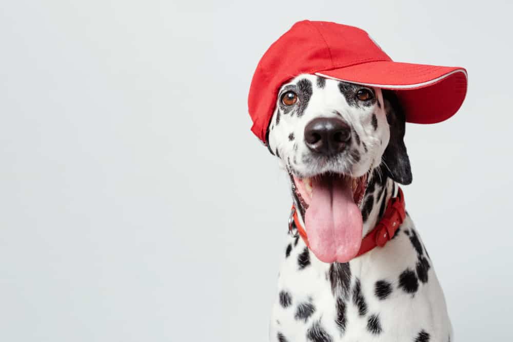 Dalmatian dog with red hat and collar