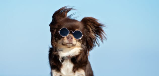 280+ Cool Dog Names