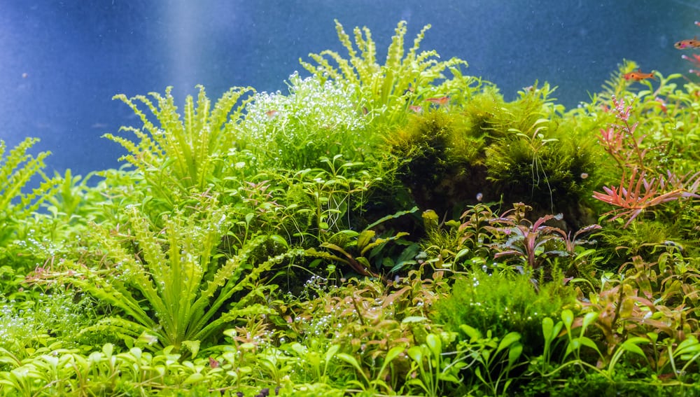 aquarium with bubbles on live plants