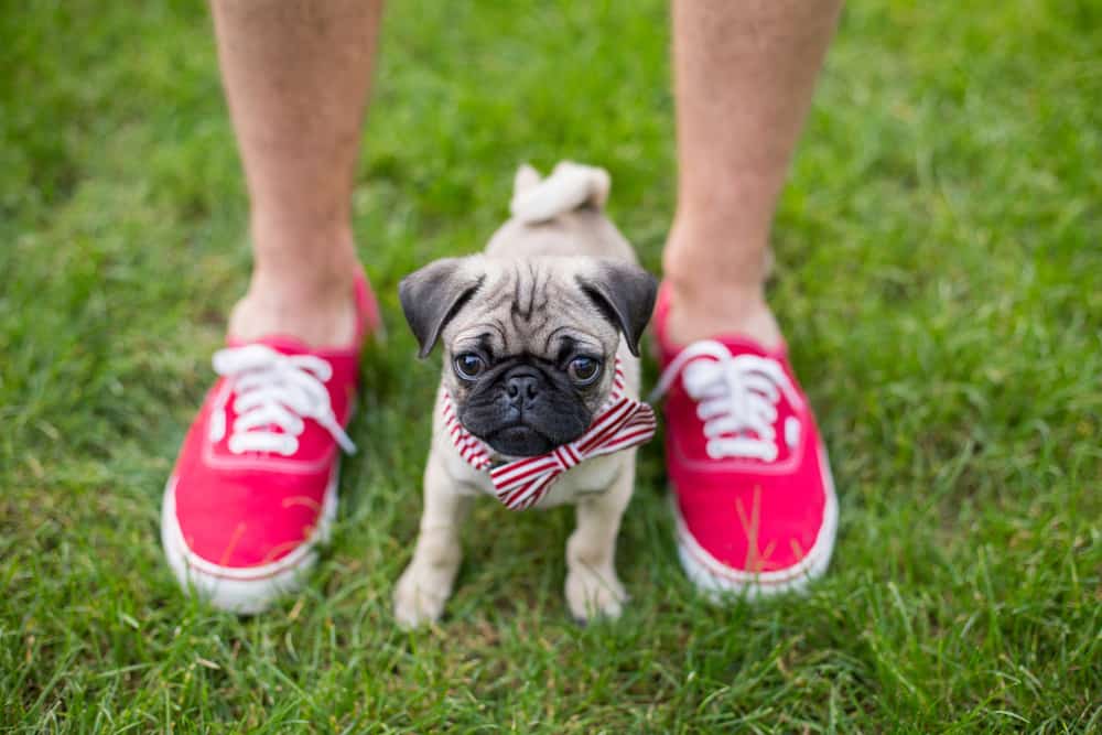 baby pug standing between owner’s feet