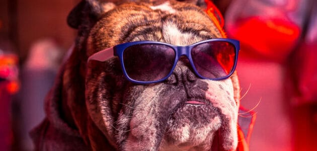 150+ Badass Dog Names for Your Awesome Doggo