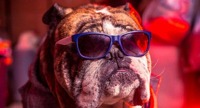 150+ Badass Dog Names for Your Awesome Doggo - PetMag