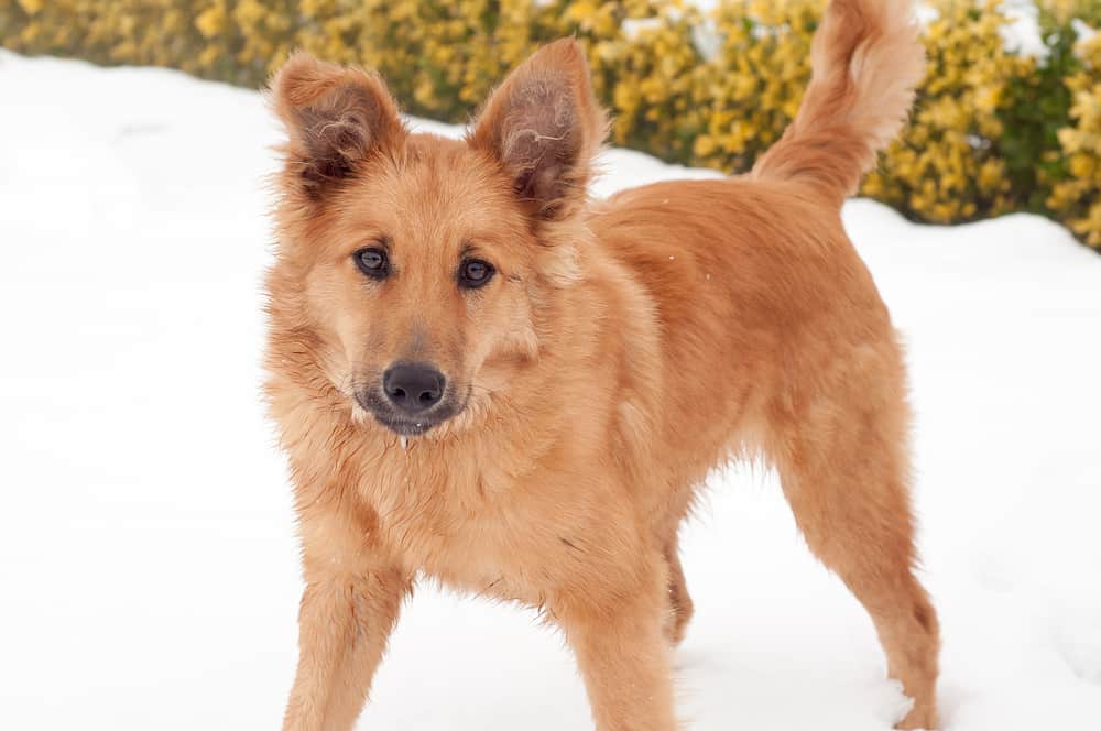 basque shepherd in the snow