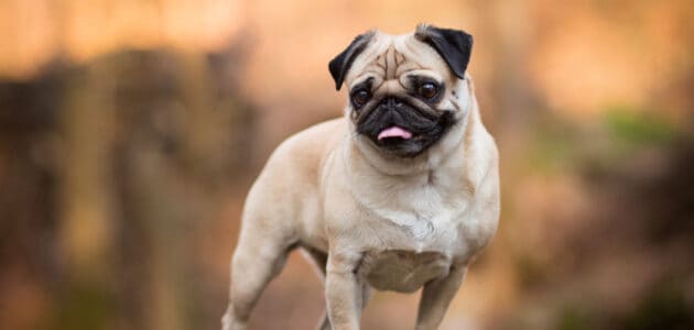 100+ Best Pug Names