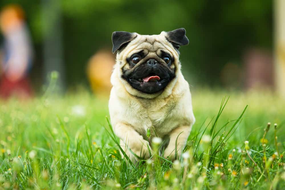 beige pug running in grass