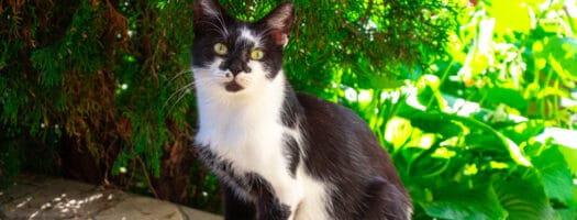 150+ Black and White Cat Names