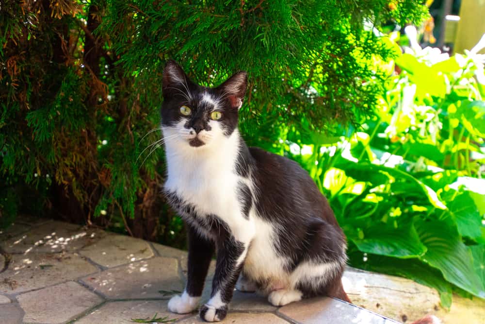 150+ Black and White Cat Names - PetMag