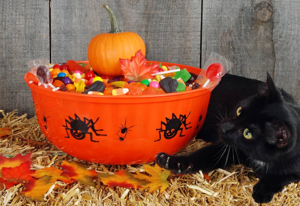 black cat halloween candy bowl