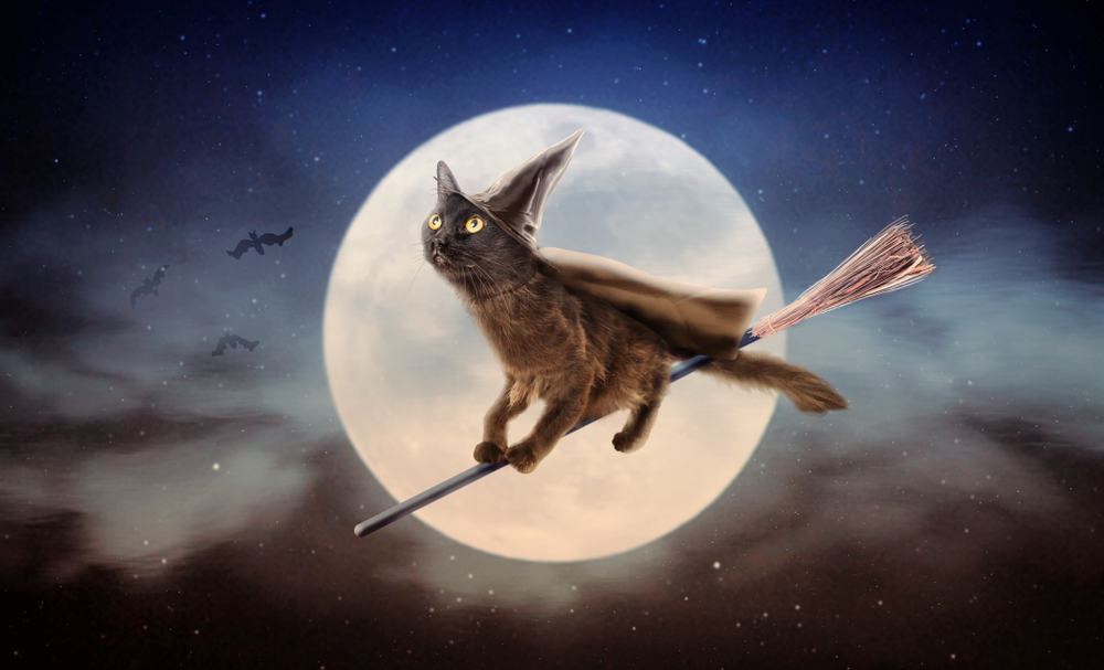 black cat witch hat broom flying