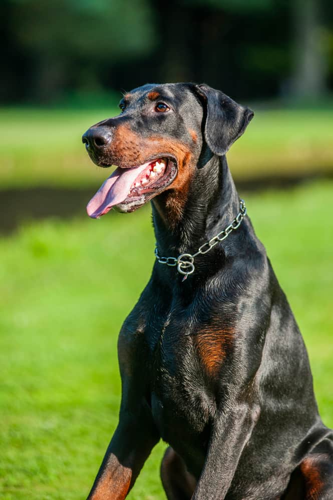 black doberman pinscher on grass