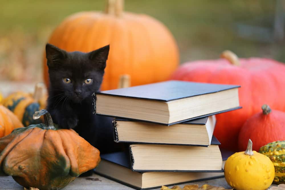 black kitten halloween pumpkins