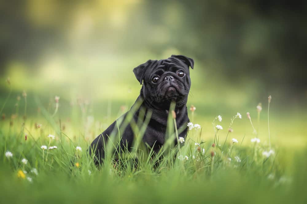 black pug in the grass