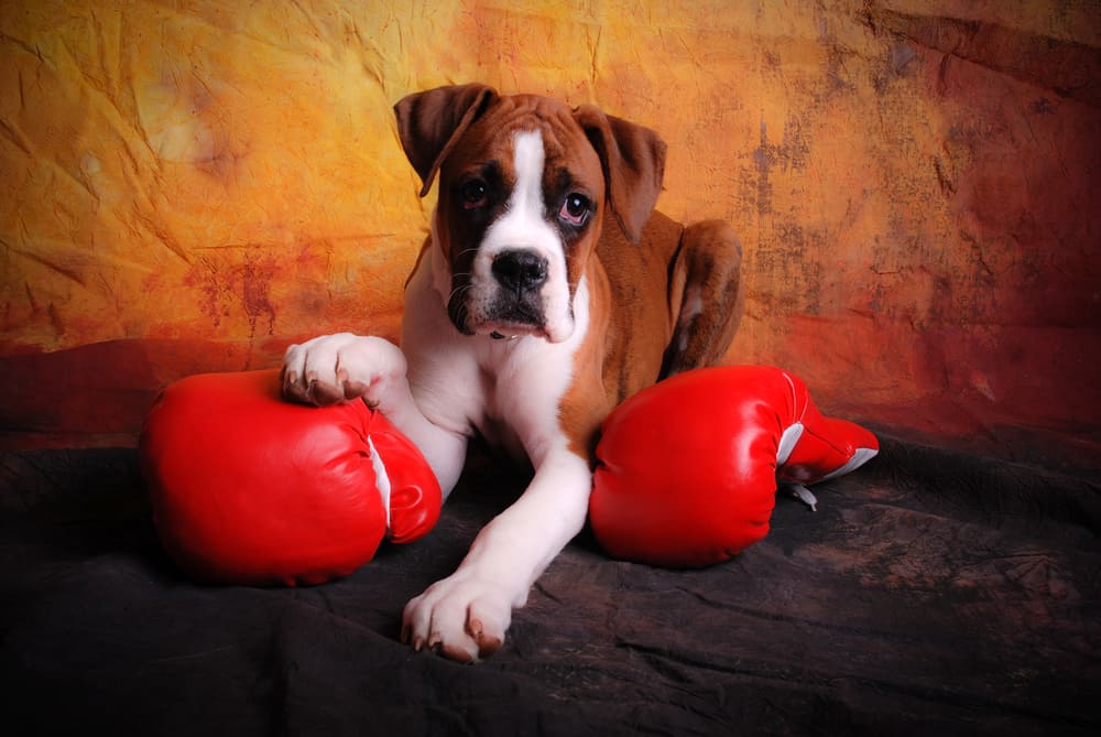 boxer puppy with red boxing gloves