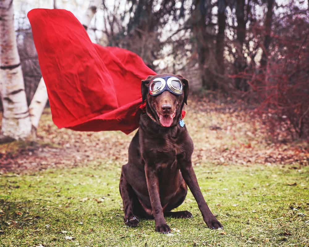 brown labrador with superhero cape