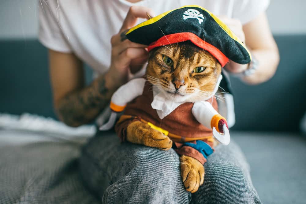cat pirate costume halloween