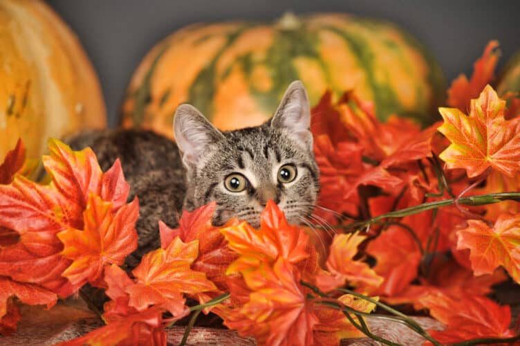 Halloween Cat Names: 180+ Purranormal Names for Your Adorable Kitty