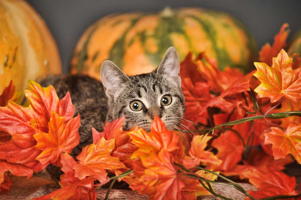 cat pumpkins red leaves autumn fall