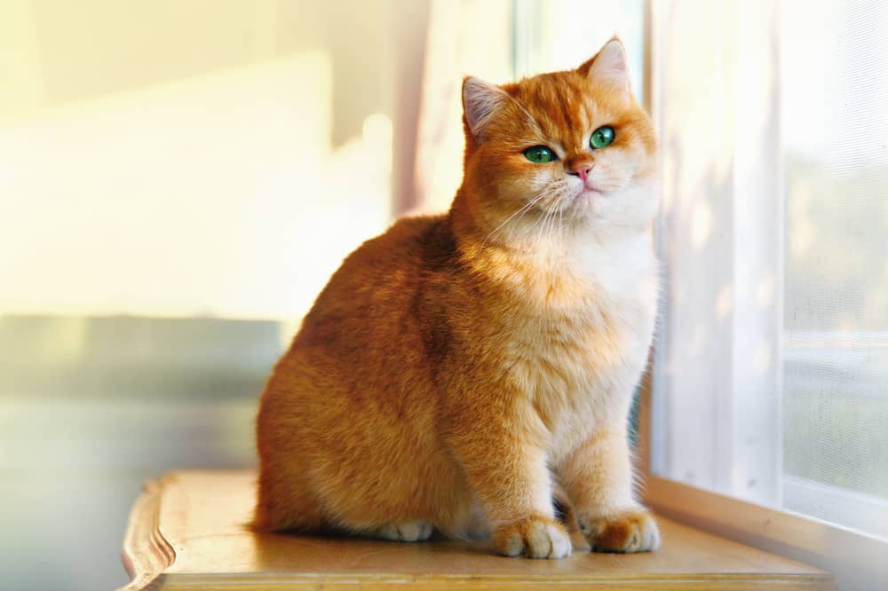 cat that looks like Garfield