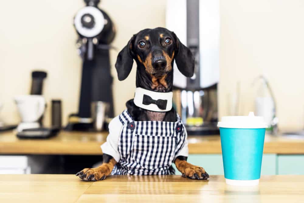 dachshund with a cup of coffee