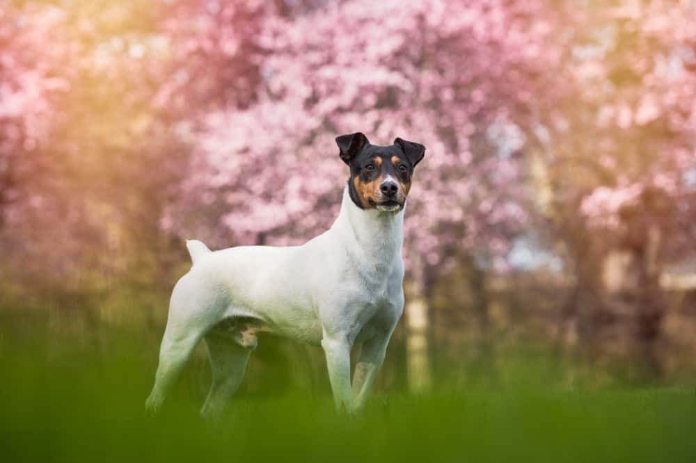 200 Spanish Dog Names For Your Perrito PetMag