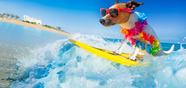 Say Aloha to 100+ Hawaiian Dog Names