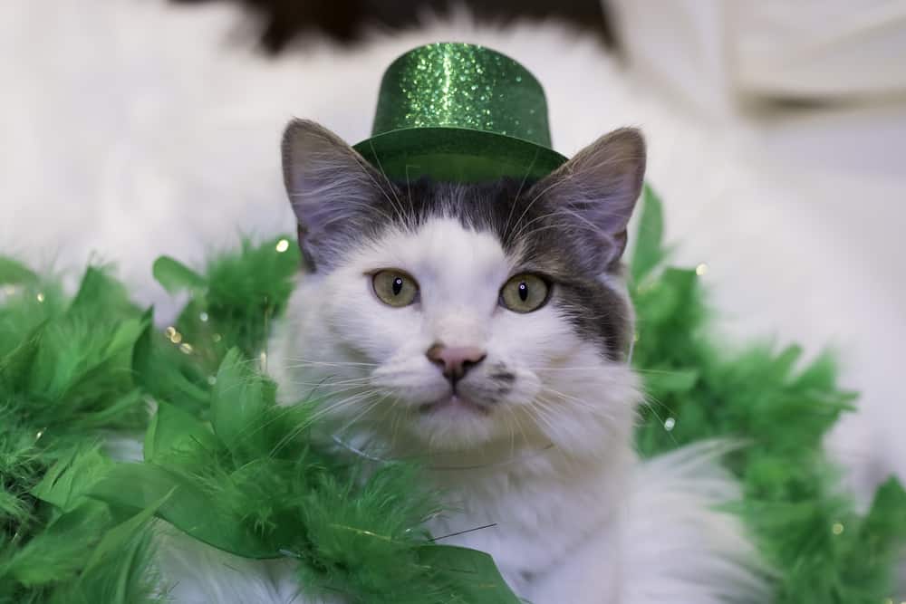 fluffy white irish cat for st. patrick’s day