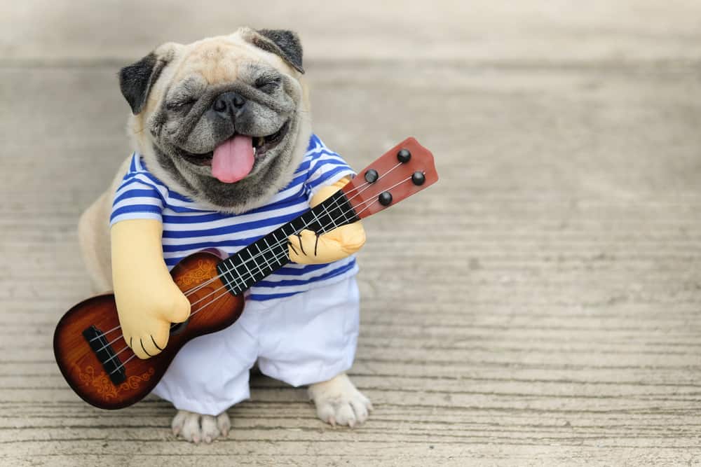 funny pug playing the guitar