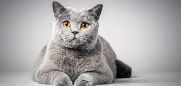 130+ Grey Cat Names for Your Little Grey Furball