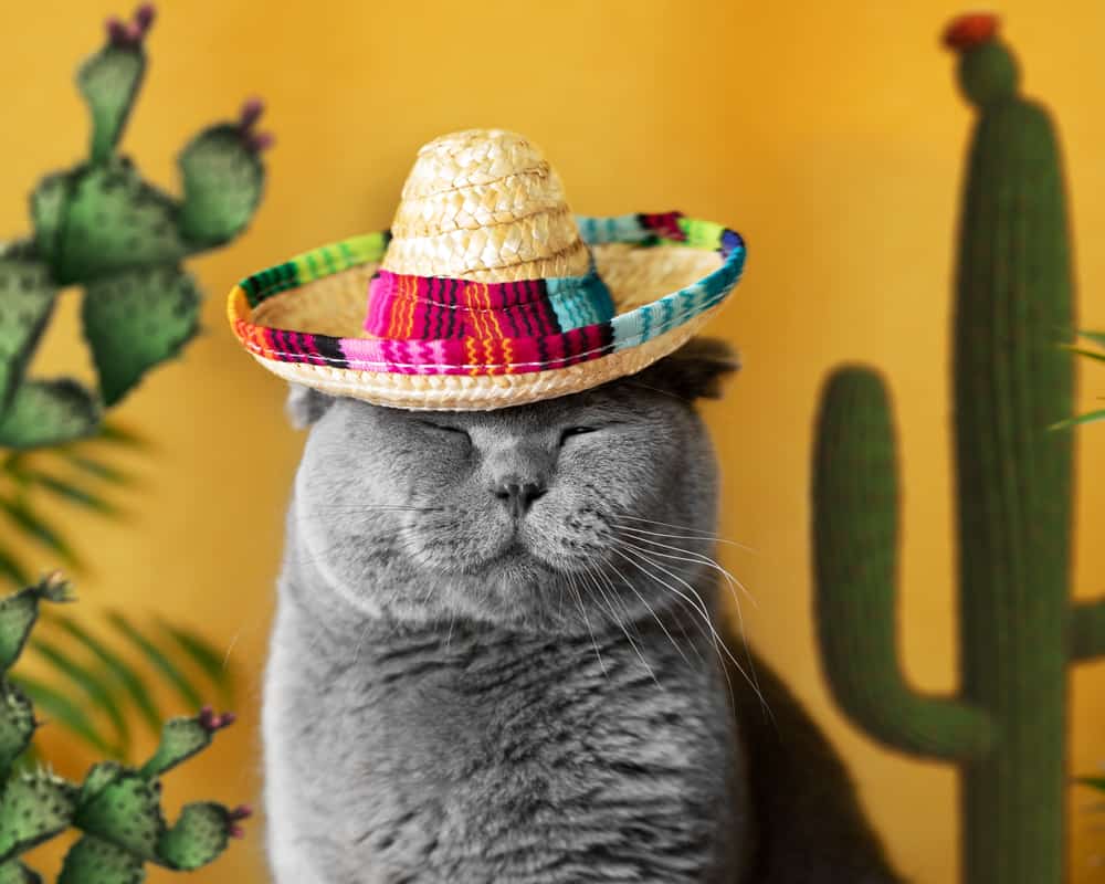 grey cat Mexican sombrero hat