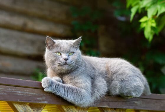 130 Grey Cat Names For Your Little Grey Furball PetMag
