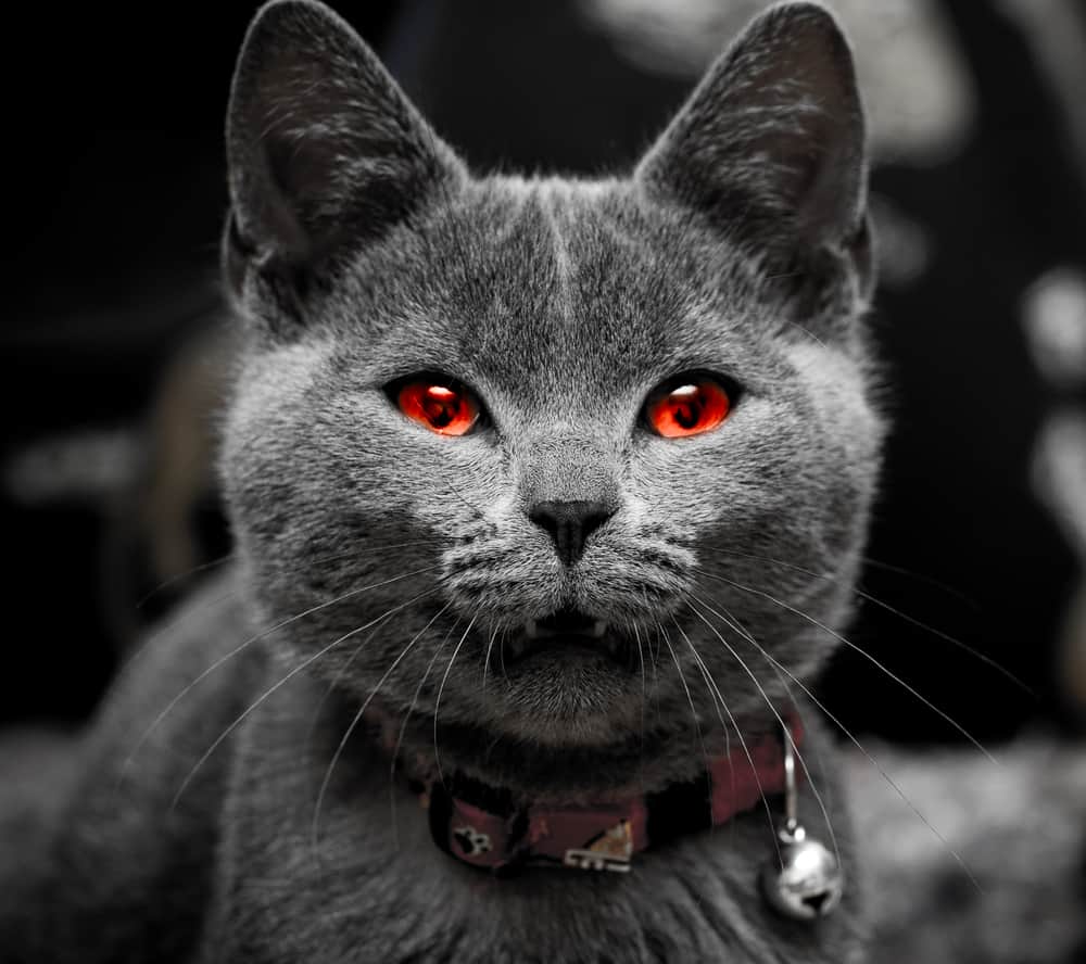halloween cat with red eyes