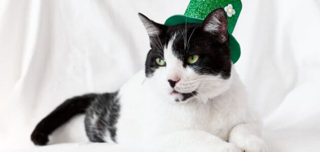 100+ Best Irish Cat Names