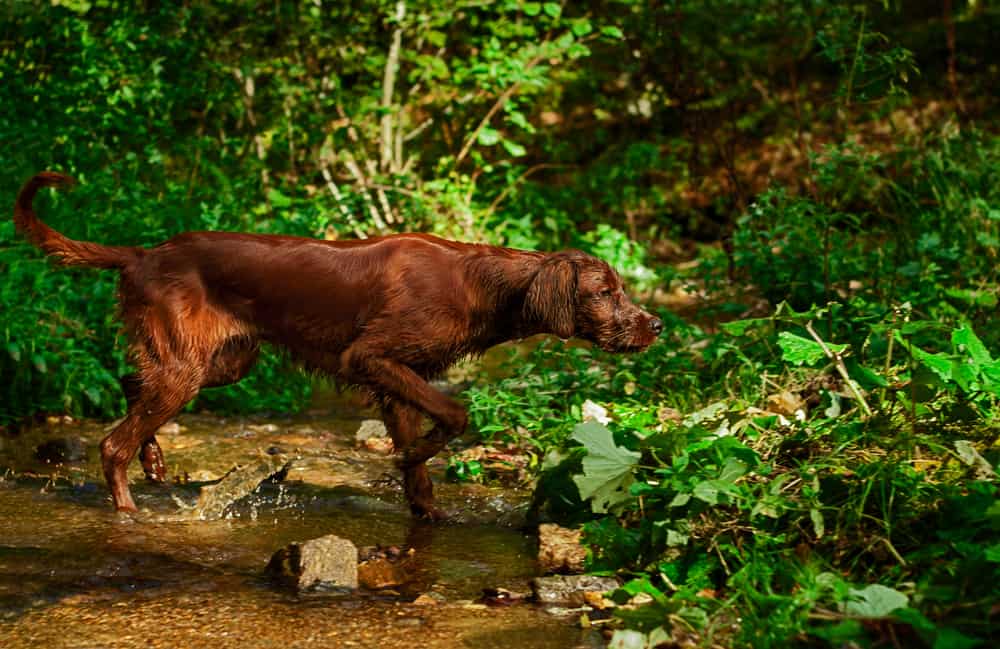 irish setter pointing in a creek