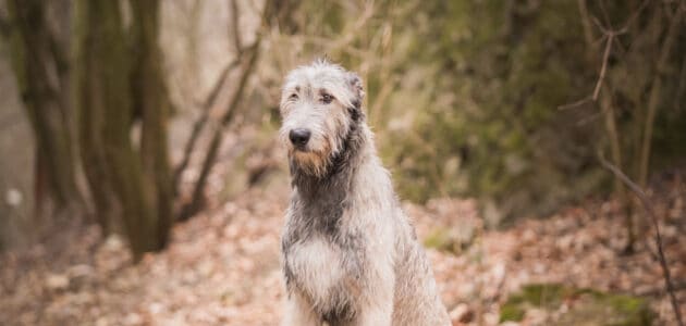 Pawfect Big Dog Names for Your Gentle Giant