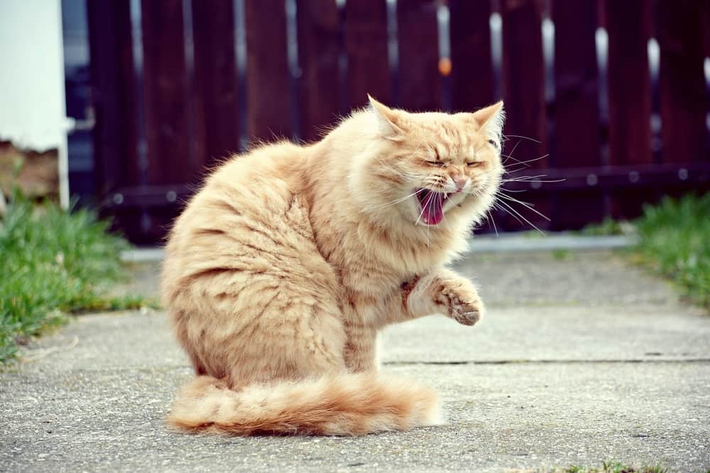 orange cat laughing yawning