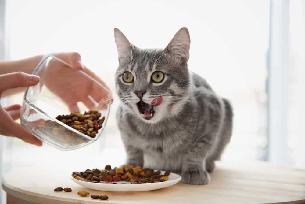 owner feeding cat food licking