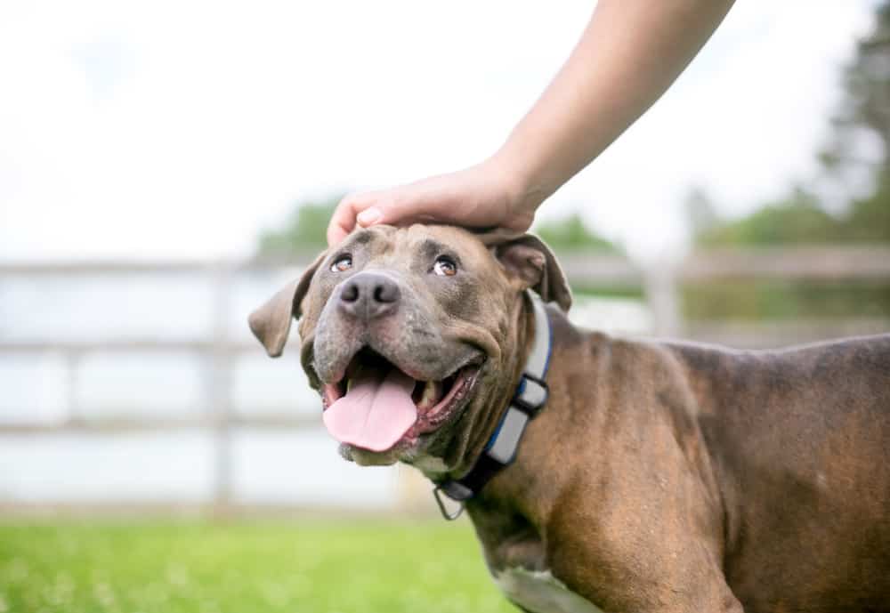 owner petting smiling dog field