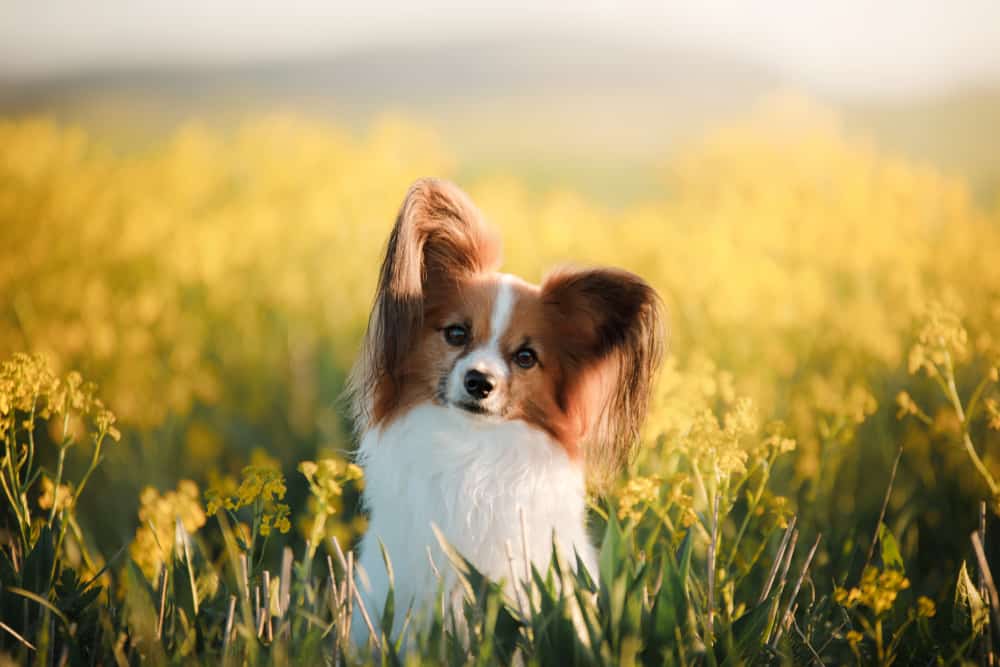 papillon in field of wildflowers