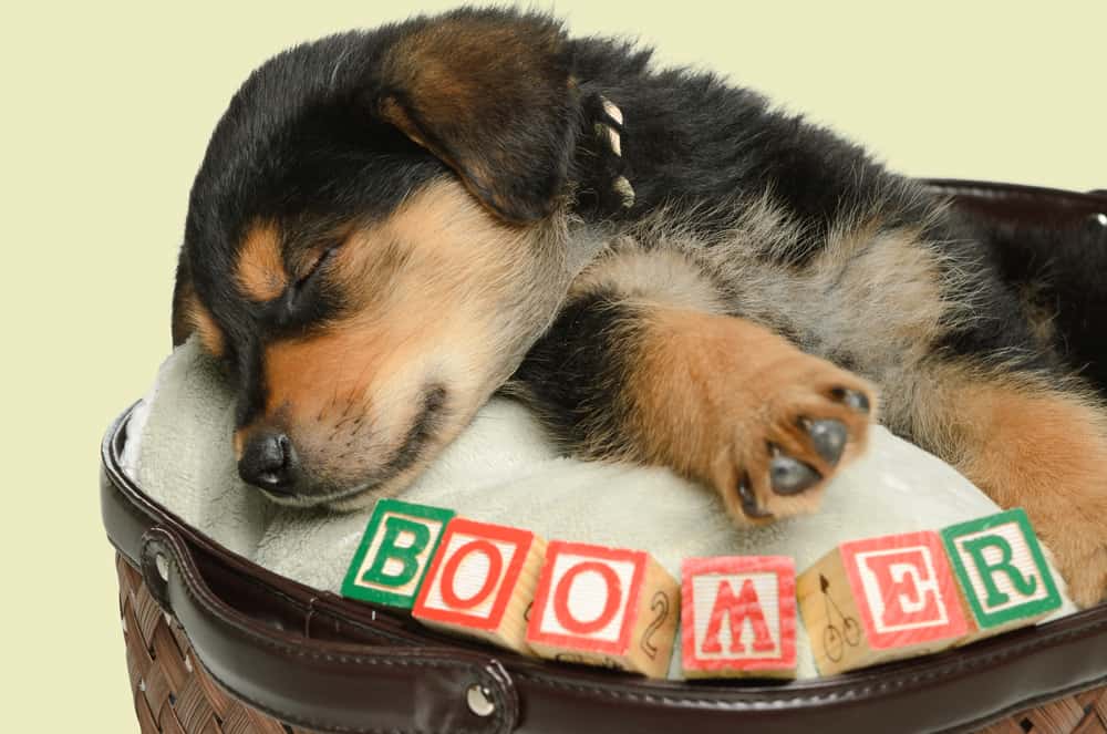 puppy sleeping with blocks spelling boomer