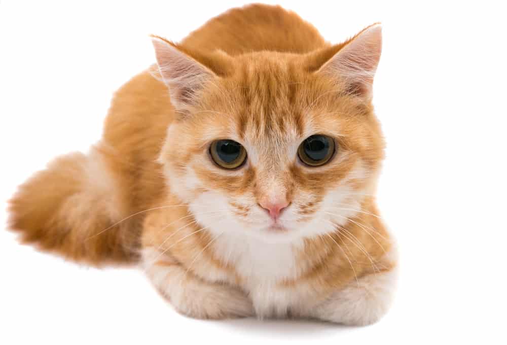 red tabby cat lying down