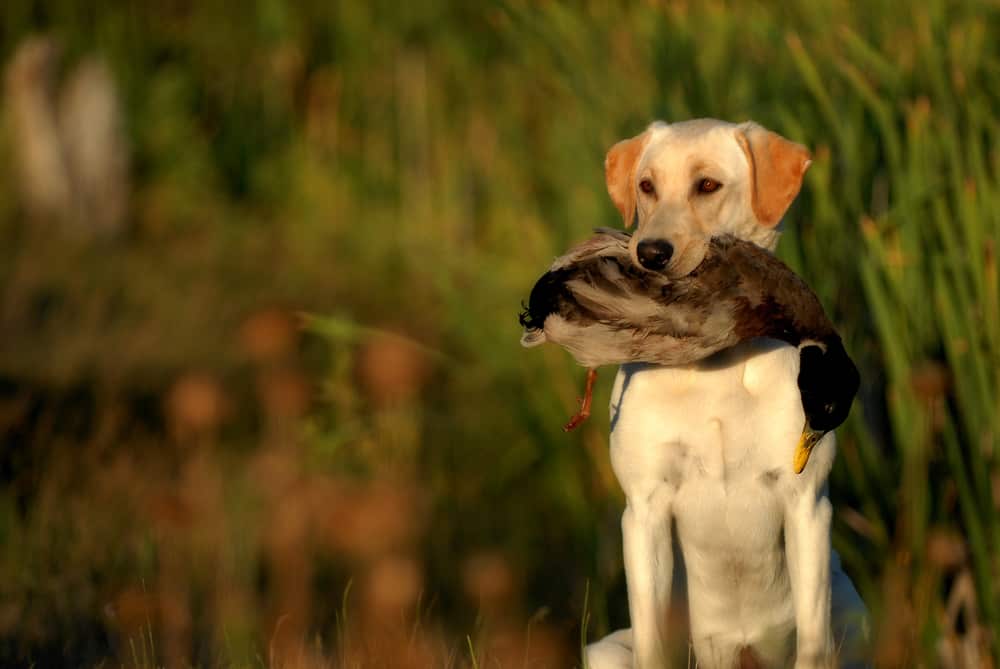 yellow lab holding a duck