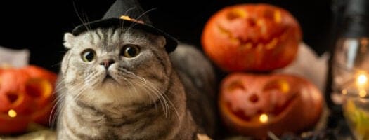 Halloween Cat Names: 180+ Purranormal Names for Your Adorable Kitty