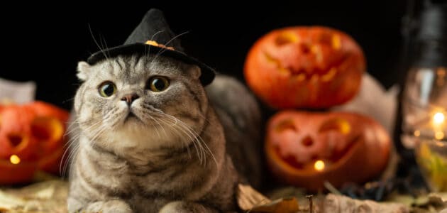 Halloween Cat Names: 180+ Purranormal Names for Your Adorable Kitty