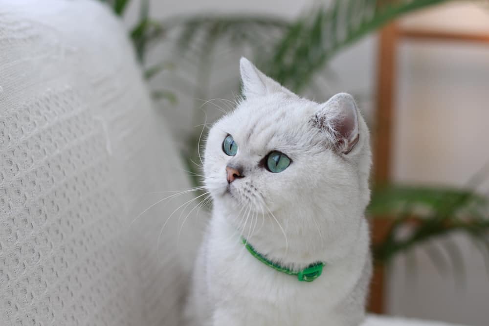 white irish cat with a green collar