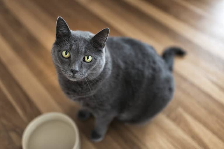 130+ Grey Cat Names for Your Little Grey Furball - PetMag