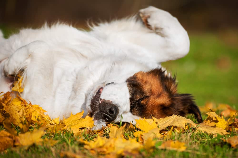 st. bernard rolling in grass