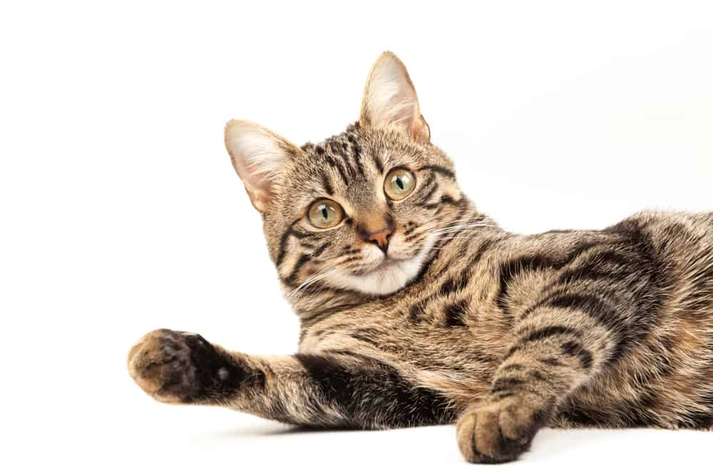 striped tabby cat lying down