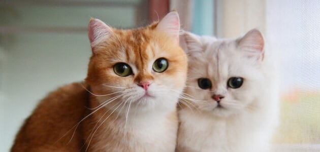 100+ Best Cartoon Cat Names