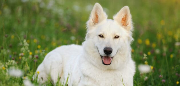200+ White Dog Names for When You’re Coming Up Blanc