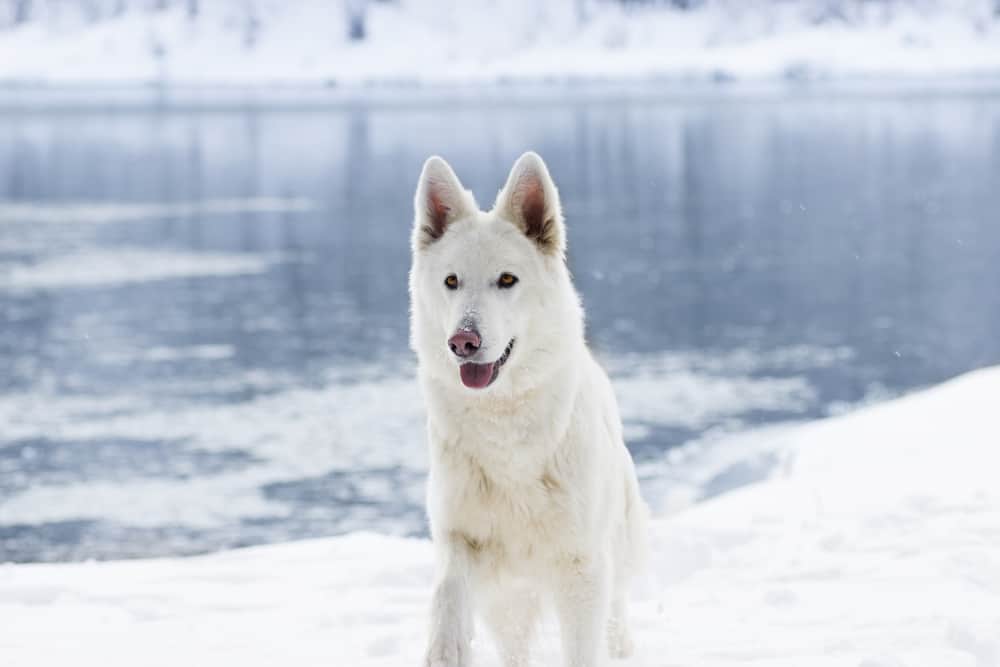 white dog in front of icy lake